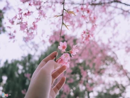 Tour Mùa_Hoa Anh Đào_Tháng 3