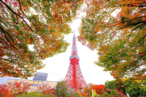 9 Days 8 Nights | A Journey Through the Essence of Japan
